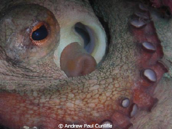 Close up of a nice Octopus in a crevice that was pleasent... by Andrew Paul Cunliffe 